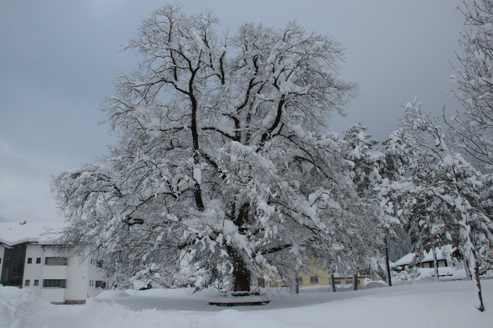 Winterbaum bei OSO_Anlage